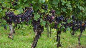 Các loại nho sản xuất rượu vang-2